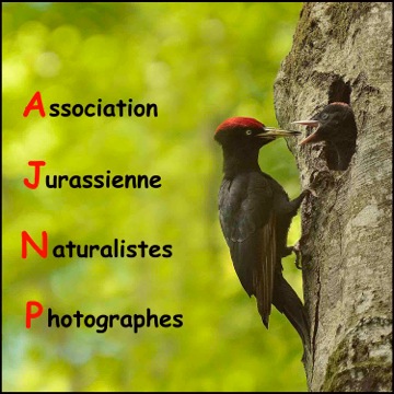 Association Jurassienne des Naturalistes Photographes